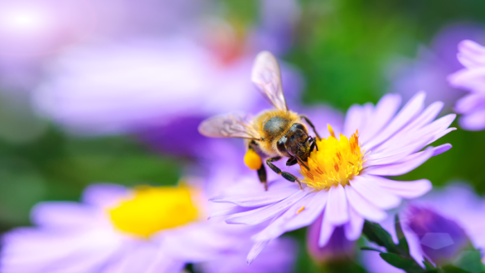 Photo d'illustration d'une abeille qui butine une fleur