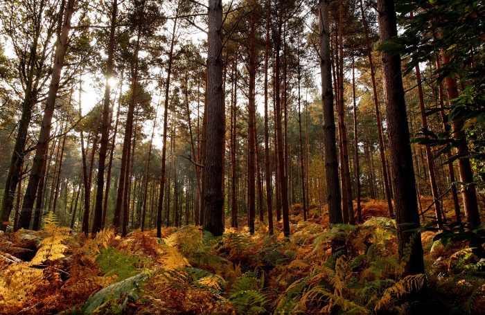 Photo de la forêt de Montmorency en automne