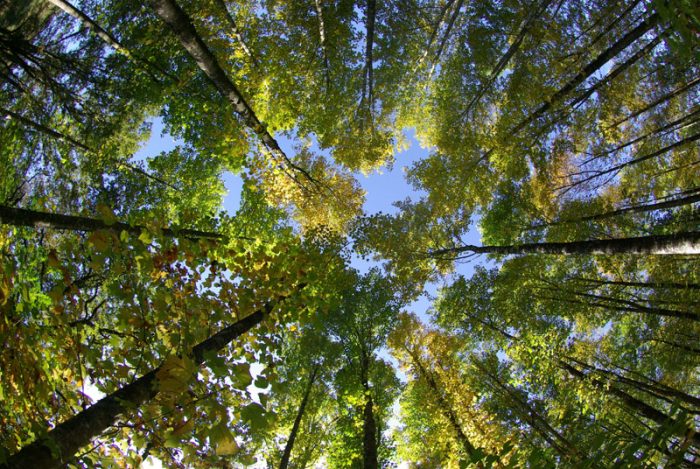 Vue de la cime des arbres en contre plongée depuis le sol